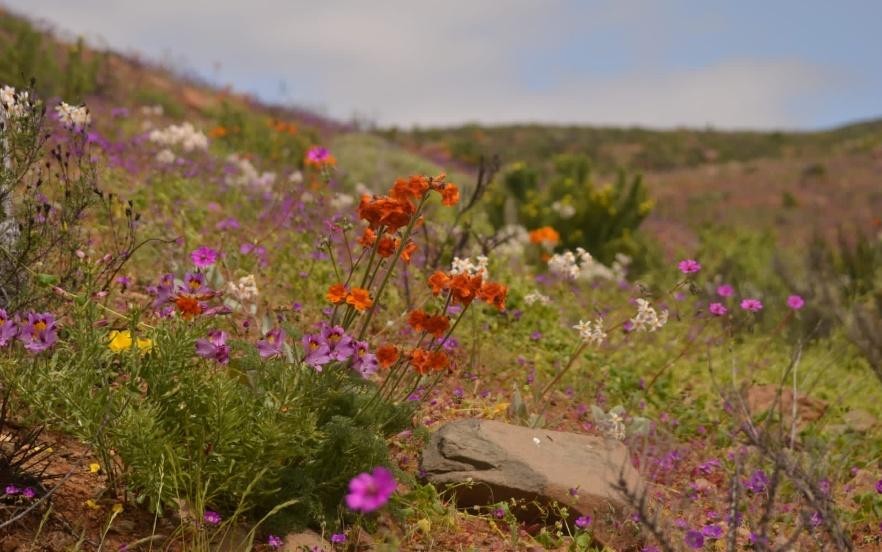 Manifestación del desierto florido en la Región de Atacama. Localidad cercana al Parque Nacional Llanos de Challe